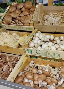 329-champignons.webp