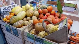 329-curcubitaces.webp