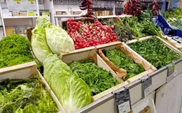 329-legumes-verts.webp